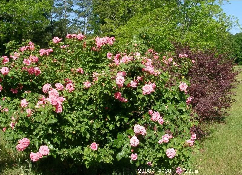 rose,loropetalum