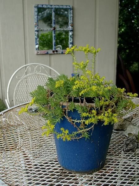 Sedum Acre