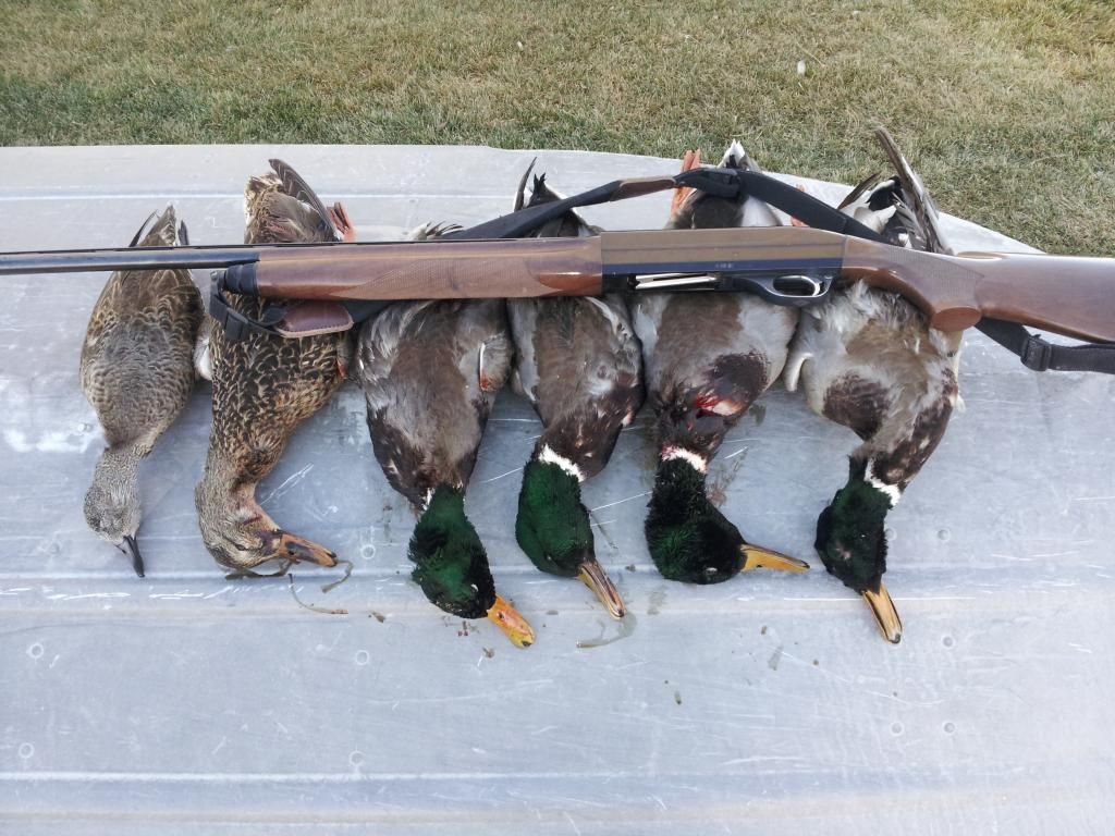 20ga loads for ducks. Shotshell, Reloading, Ballistics, & Chokes