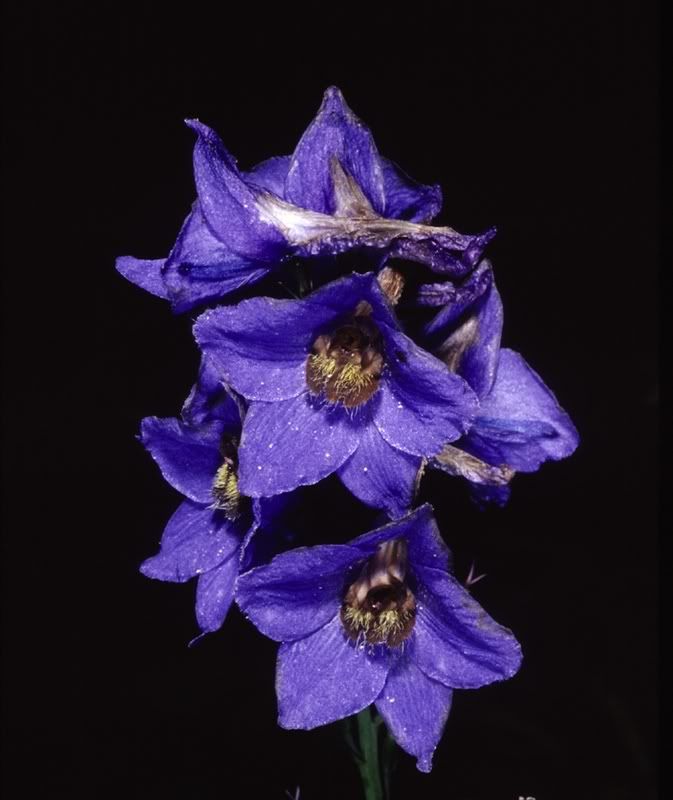 Delphinium.jpg