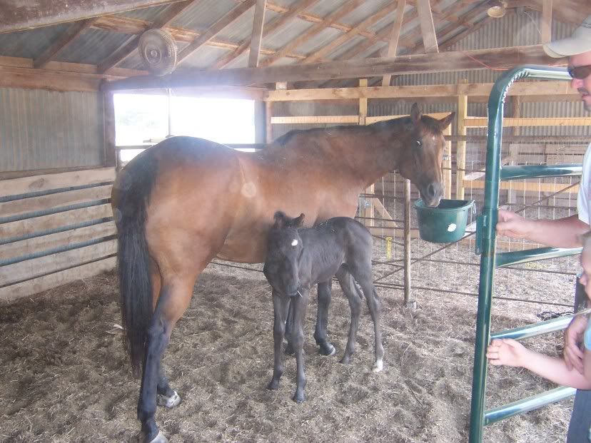 Mare In Heat Videos Photobucket