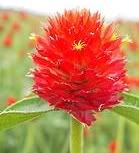 A globe amaranth