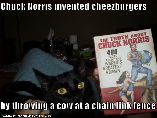 funny-pictures-chuck-norris-cat.jpg