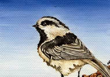 watercolor chickadee painting