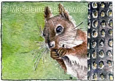 Afternoon Snack Squirrel ACEO