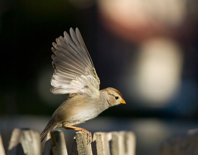 IMAGE: http://i88.photobucket.com/albums/k188/wernersl/1d%20crops/01-13-2008_03611x14.jpg