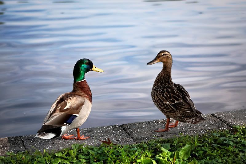 IMAGE: http://i88.photobucket.com/albums/k188/wernersl/POTN%20uploads/DuckyLove_edit.jpg