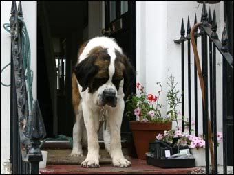 Saint Bernard Dog Gone Good Training Forum