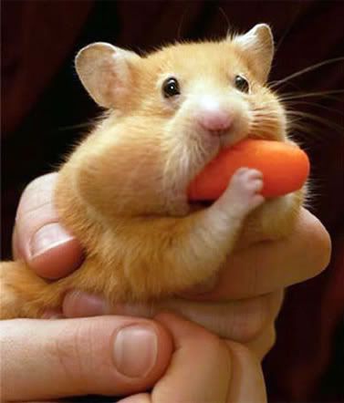 hamster_carrot.jpg