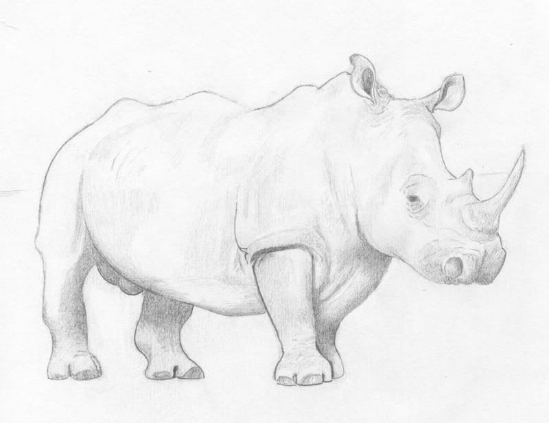 Draw Rhino