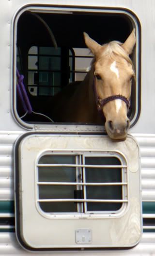 Curious Horse