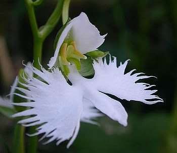 Habenaria_radiata.jpg image by NGOBAP