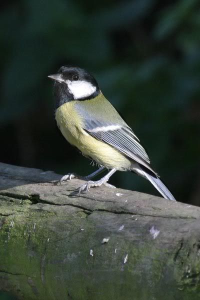 GreatTit.jpg