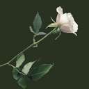 white rose 1