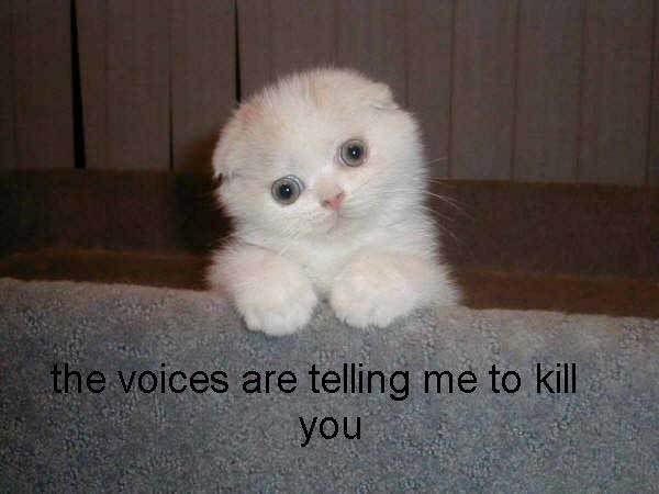Αποτέλεσμα εικόνας για scary cats