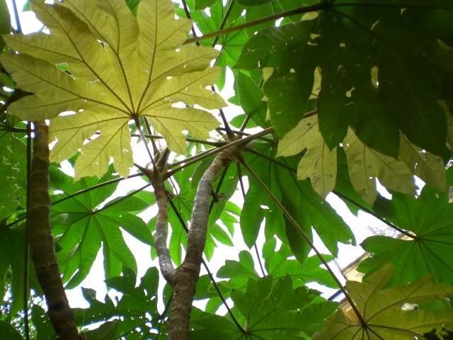 tetrapanax.jpg