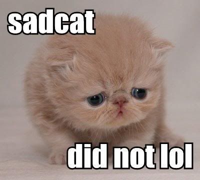 sadcat-did-not-lol.jpg