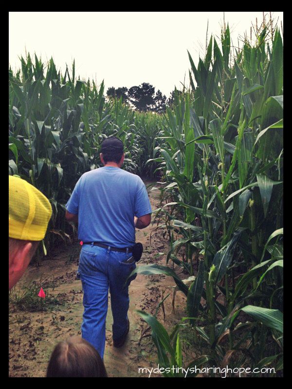 Green Acres Farm, corn maze cary