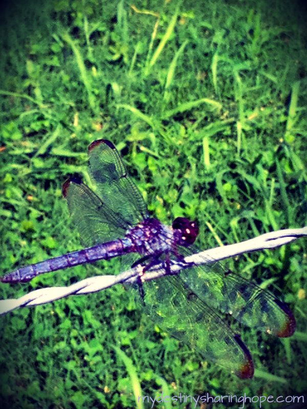 dragonflyfriend