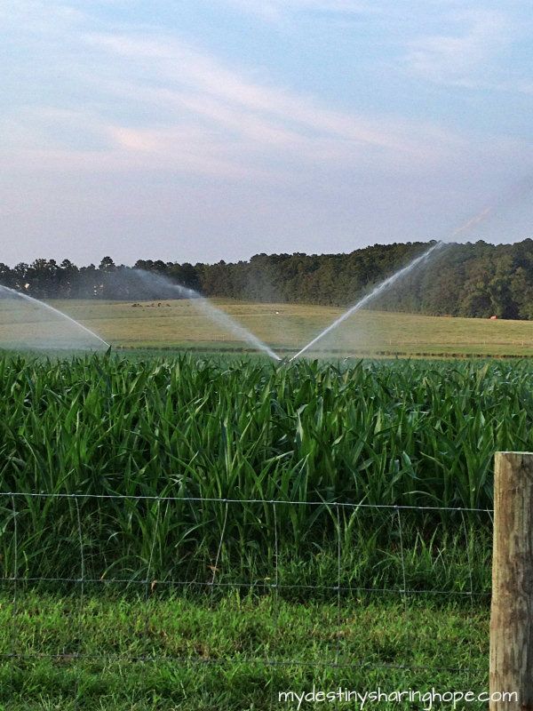 watering our corn