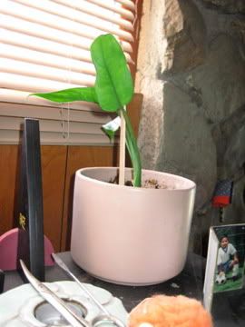 Innocent house plant